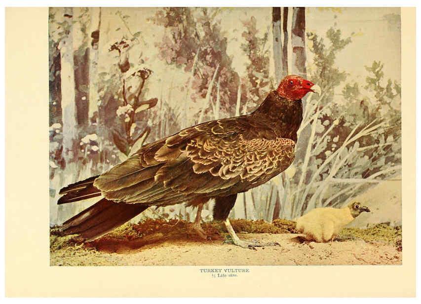 Reproducción/Reproduction 6301742143: Birds that hunt and are hunted New York :Doubleday, Page & Co.,1902, c1898