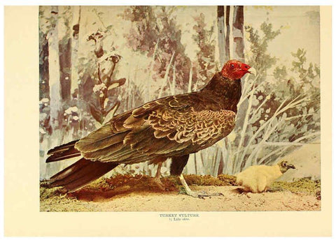 Reproducción/Reproduction 6301742143: Birds that hunt and are hunted New York :Doubleday, Page & Co.,1902, c1898