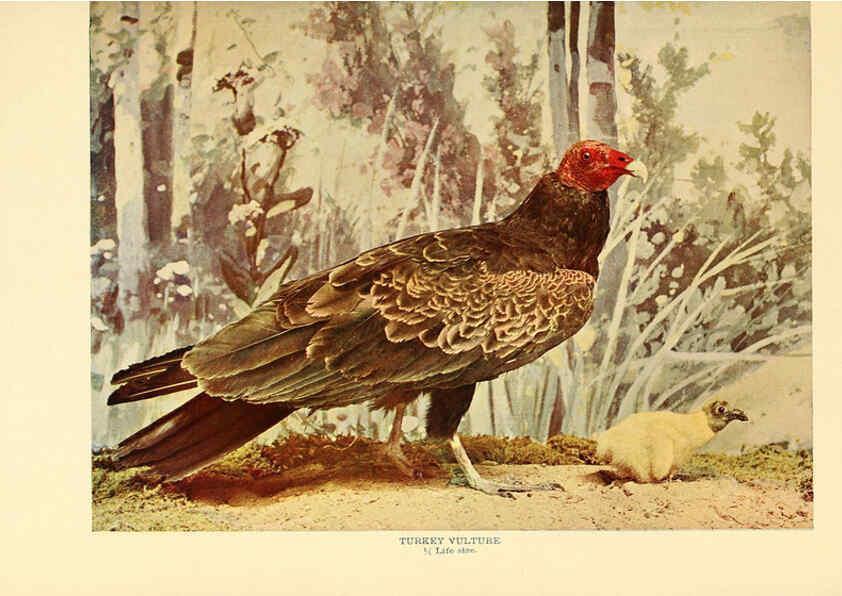 Reproducción/Reproduction 6301742143: Birds that hunt and are hunted New York :Doubleday, Page & Co.,1902, c1898
