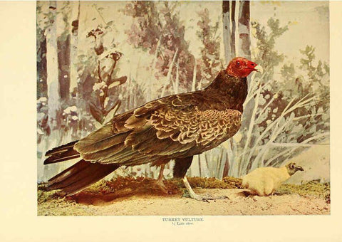 Reproducción/Reproduction 6301742143: Birds that hunt and are hunted New York :Doubleday, Page & Co.,1902, c1898