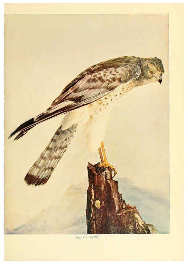 Reproducción/Reproduction 6301742313: Birds that hunt and are hunted New York :Doubleday, Page & Co.,1902, c1898