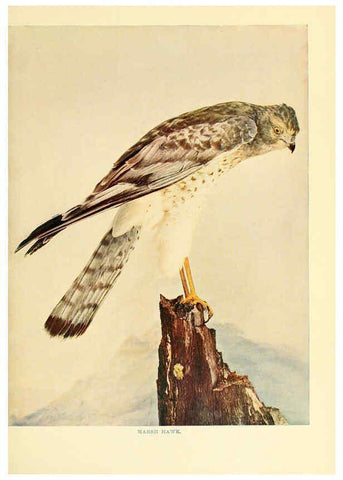 Reproducción/Reproduction 6301742313: Birds that hunt and are hunted New York :Doubleday, Page & Co.,1902, c1898