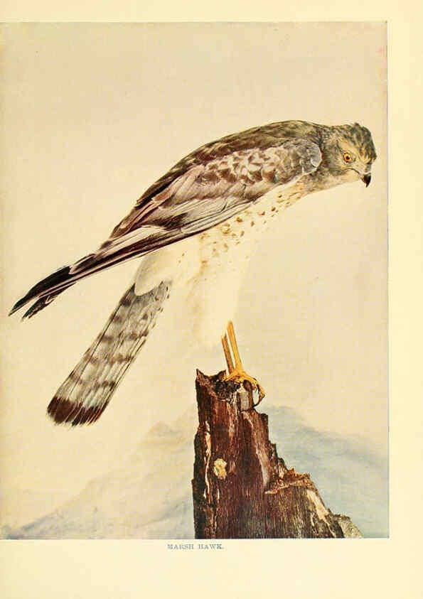 Reproducción/Reproduction 6301742313: Birds that hunt and are hunted New York :Doubleday, Page & Co.,1902, c1898