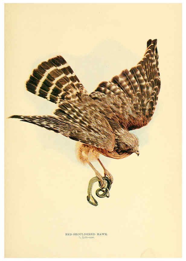 Reproducción/Reproduction 6301742533: Birds that hunt and are hunted New York :Doubleday, Page & Co.,1902, c1898