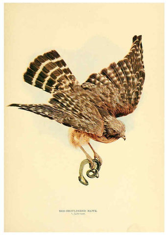 Reproducción/Reproduction 6301742533: Birds that hunt and are hunted New York :Doubleday, Page & Co.,1902, c1898