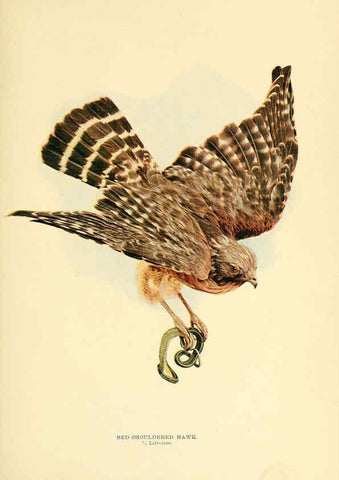 Reproducción/Reproduction 6301742533: Birds that hunt and are hunted New York :Doubleday, Page & Co.,1902, c1898