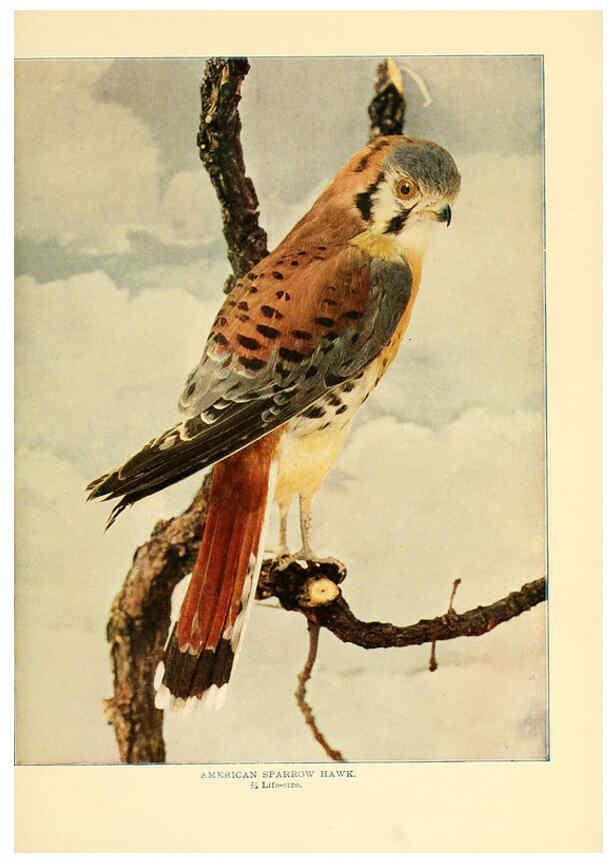 Reproducción/Reproduction 6302268744: Birds that hunt and are hunted New York :Doubleday, Page & Co.,1902, c1898