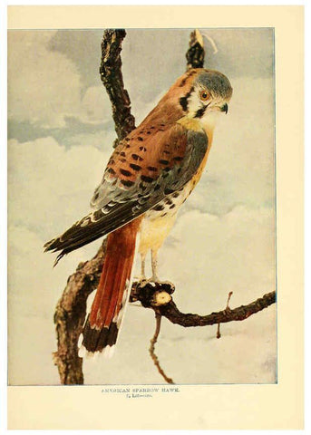 Reproducción/Reproduction 6302268744: Birds that hunt and are hunted New York :Doubleday, Page & Co.,1902, c1898