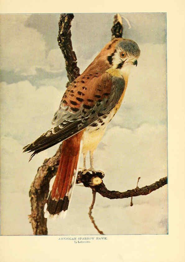 Reproducción/Reproduction 6302268744: Birds that hunt and are hunted New York :Doubleday, Page & Co.,1902, c1898