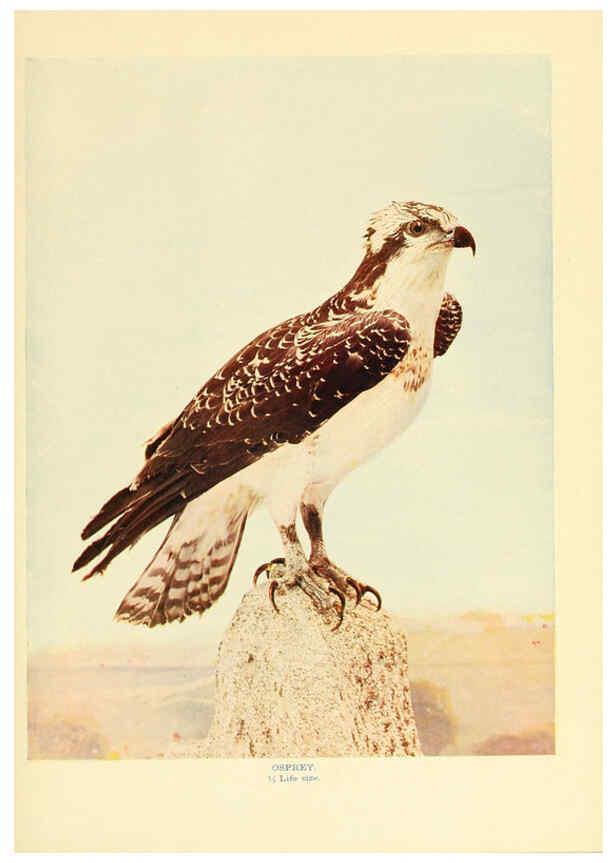 Reproducción/Reproduction 6302268884: Birds that hunt and are hunted New York :Doubleday, Page & Co.,1902, c1898