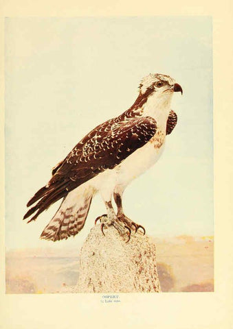 Reproducción/Reproduction 6302268884: Birds that hunt and are hunted New York :Doubleday, Page & Co.,1902, c1898