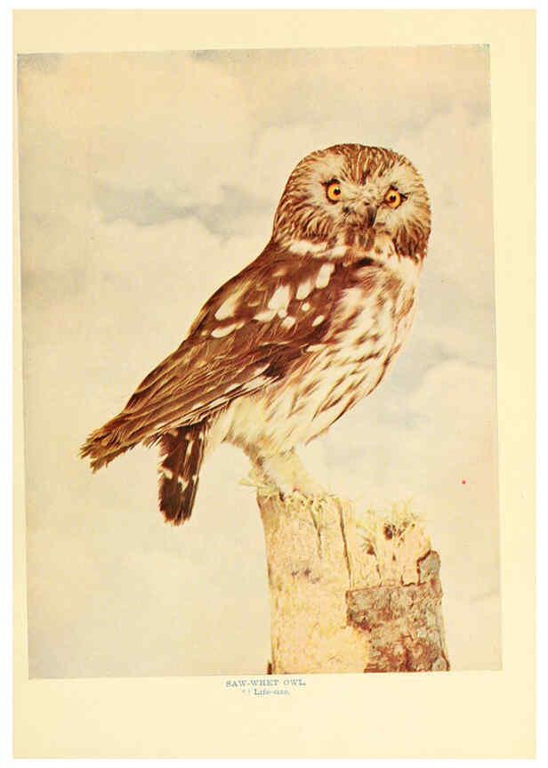 Reproducción/Reproduction 6301743105: Birds that hunt and are hunted New York :Doubleday, Page & Co.,1902, c1898
