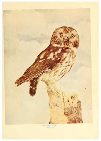 Reproducción/Reproduction 6301743105: Birds that hunt and are hunted New York :Doubleday, Page & Co.,1902, c1898