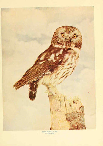 Reproducción/Reproduction 6301743105: Birds that hunt and are hunted New York :Doubleday, Page & Co.,1902, c1898