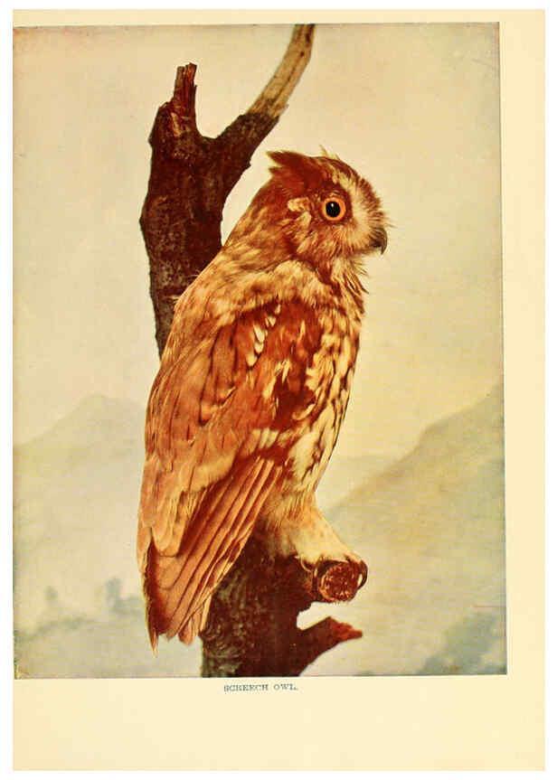 Reproducción/Reproduction 6301743315: Birds that hunt and are hunted New York :Doubleday, Page & Co.,1902, c1898