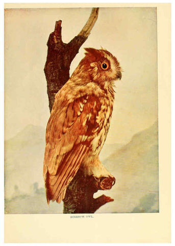 Reproducción/Reproduction 6301743315: Birds that hunt and are hunted New York :Doubleday, Page & Co.,1902, c1898