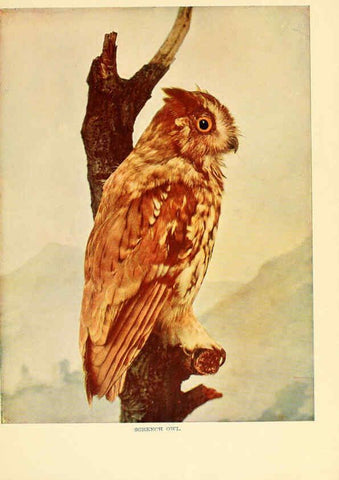 Reproducción/Reproduction 6301743315: Birds that hunt and are hunted New York :Doubleday, Page & Co.,1902, c1898
