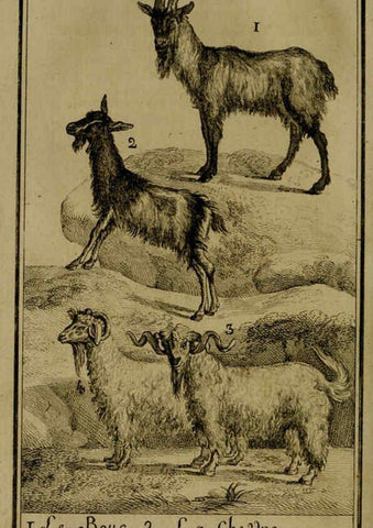 Reproducción/Reproduction 6301832279: Histoire naturelle, générale et particulière, avec la description du Cabinet du roi. Tome I. Paris,De l'Imprimerie royale,1750-1804
