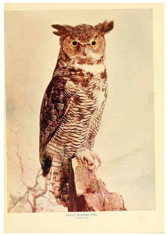 Reproducción/Reproduction 6301743585: Birds that hunt and are hunted New York :Doubleday, Page & Co.,1902, c1898