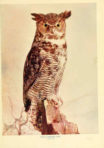 Reproducción/Reproduction 6301743585: Birds that hunt and are hunted New York :Doubleday, Page & Co.,1902, c1898