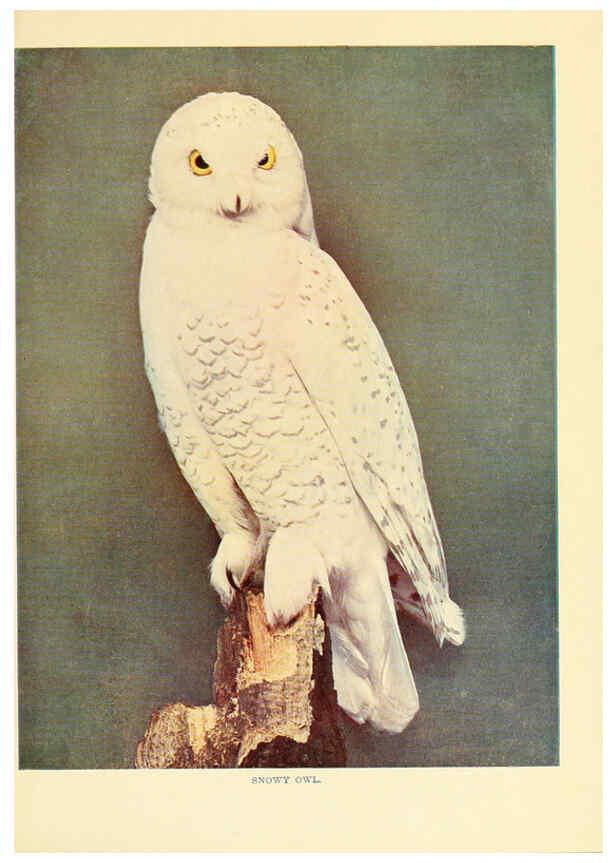 Reproducción/Reproduction 6302269826: Birds that hunt and are hunted New York :Doubleday, Page & Co.,1902, c1898