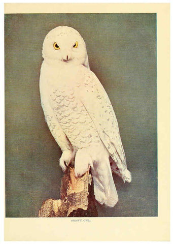 Reproducción/Reproduction 6302269826: Birds that hunt and are hunted New York :Doubleday, Page & Co.,1902, c1898