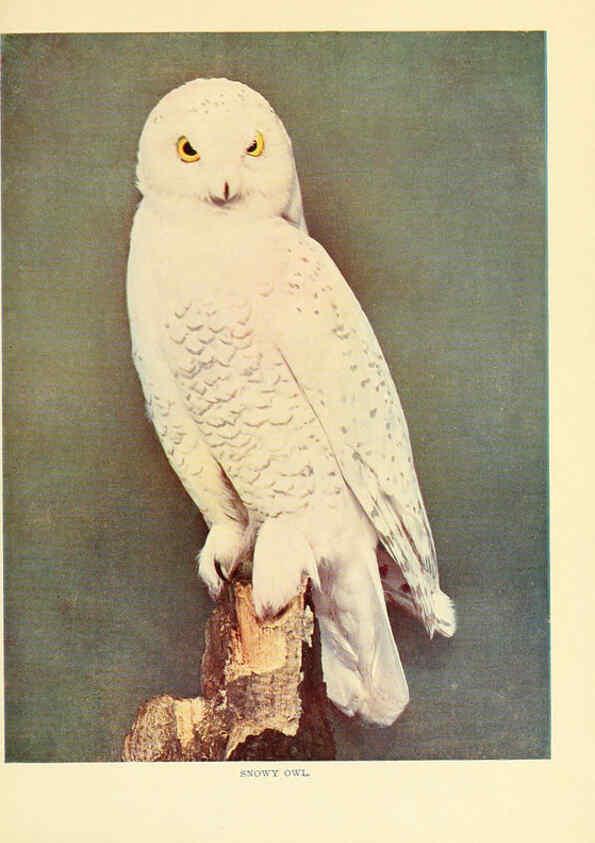 Reproducción/Reproduction 6302269826: Birds that hunt and are hunted New York :Doubleday, Page & Co.,1902, c1898