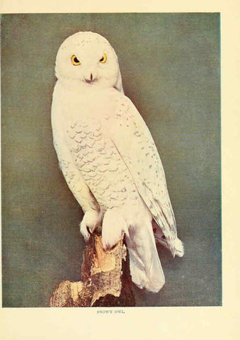 Reproducción/Reproduction 6302269826: Birds that hunt and are hunted New York :Doubleday, Page & Co.,1902, c1898