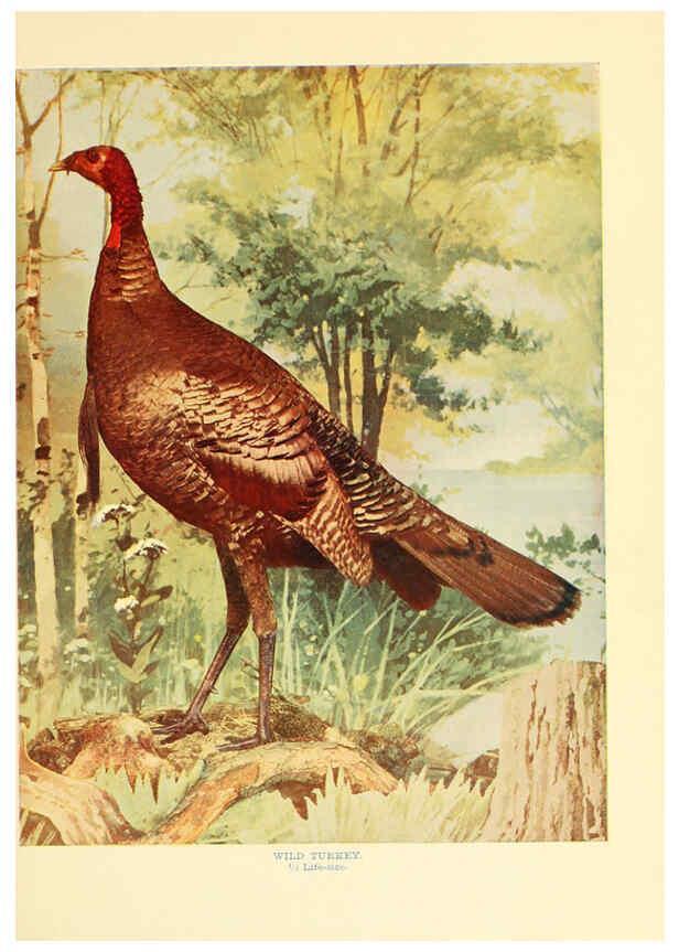 Reproducción/Reproduction 6302267972: Birds that hunt and are hunted New York :Doubleday, Page & Co.,1902, c1898