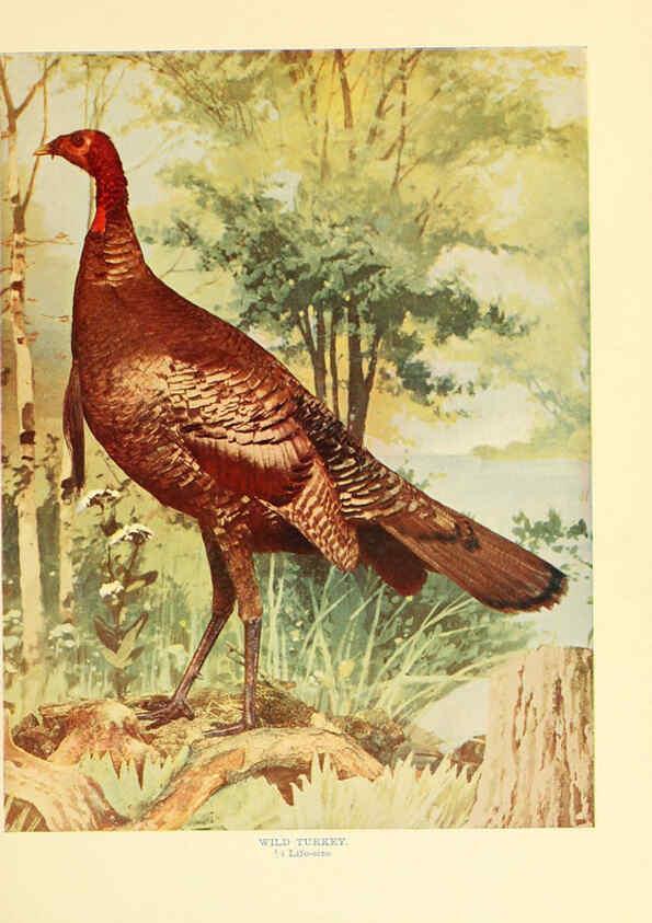 Reproducción/Reproduction 6302267972: Birds that hunt and are hunted New York :Doubleday, Page & Co.,1902, c1898