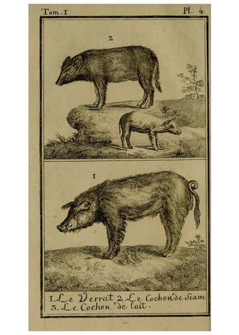 Reproducción/Reproduction 6301832579: Histoire naturelle, générale et particulière, avec la description du Cabinet du roi. Tome I. Paris,De l'Imprimerie royale,1750-1804
