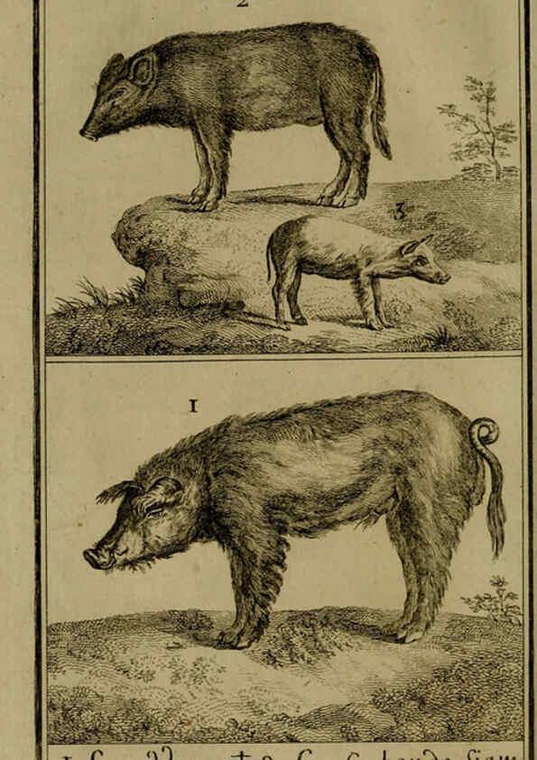 Reproducción/Reproduction 6301832579: Histoire naturelle, générale et particulière, avec la description du Cabinet du roi. Tome I. Paris,De l'Imprimerie royale,1750-1804