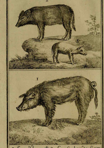 Reproducción/Reproduction 6301832579: Histoire naturelle, générale et particulière, avec la description du Cabinet du roi. Tome I. Paris,De l'Imprimerie royale,1750-1804