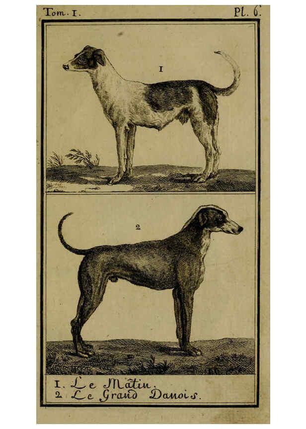 Reproducción/Reproduction 6302359052: Histoire naturelle, générale et particulière, avec la description du Cabinet du roi. Tome I. Paris,De l'Imprimerie royale,1750-1804