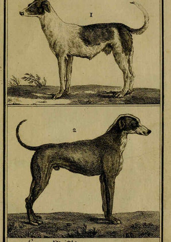 Reproducción/Reproduction 6302359052: Histoire naturelle, générale et particulière, avec la description du Cabinet du roi. Tome I. Paris,De l'Imprimerie royale,1750-1804