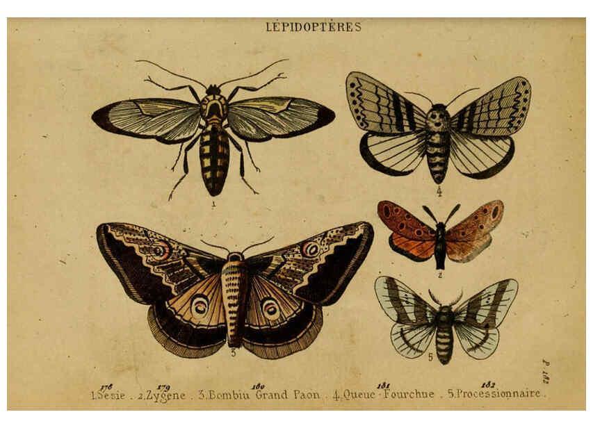 Reproducción/Reproduction 6302405210: Petit Buffon illustré Paris,Didier,1841