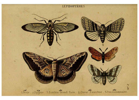 Reproducción/Reproduction 6302405210: Petit Buffon illustré Paris,Didier,1841