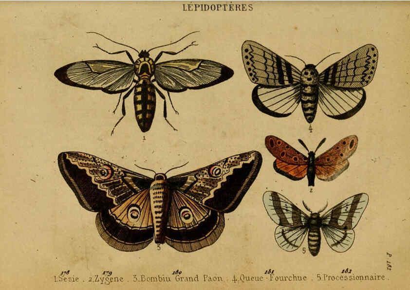 Reproducción/Reproduction 6302405210: Petit Buffon illustré Paris,Didier,1841