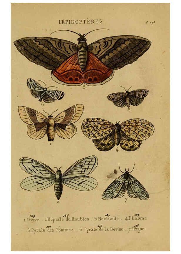 Reproducción/Reproduction 6302405474: Petit Buffon illustré Paris,Didier,1841