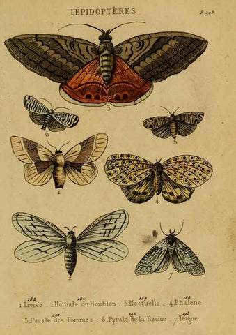 Reproducción/Reproduction 6302405474: Petit Buffon illustré Paris,Didier,1841