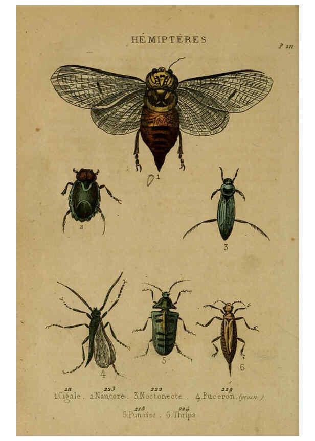Reproducción/Reproduction 6301879715: Petit Buffon illustré Paris,Didier,1841