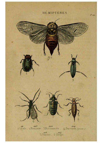 Reproducción/Reproduction 6301879715: Petit Buffon illustré Paris,Didier,1841