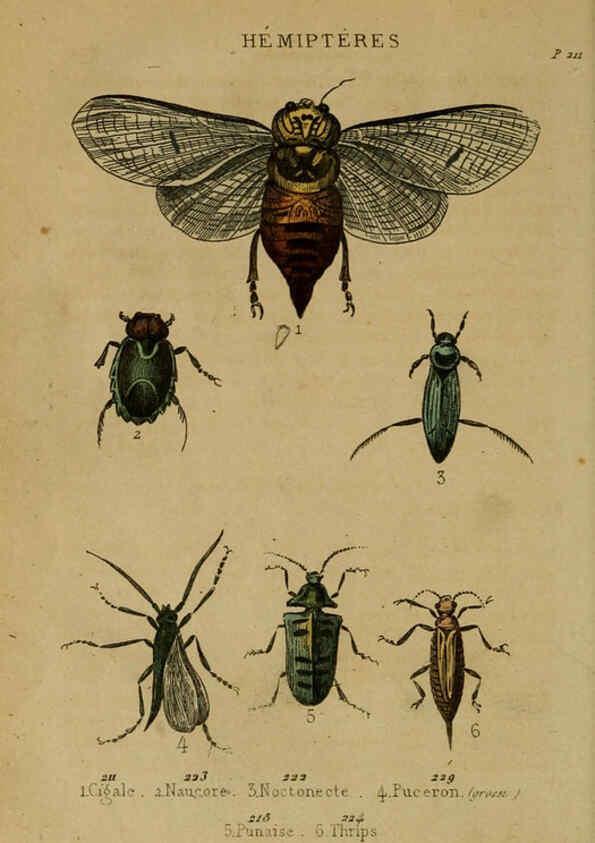 Reproducción/Reproduction 6301879715: Petit Buffon illustré Paris,Didier,1841
