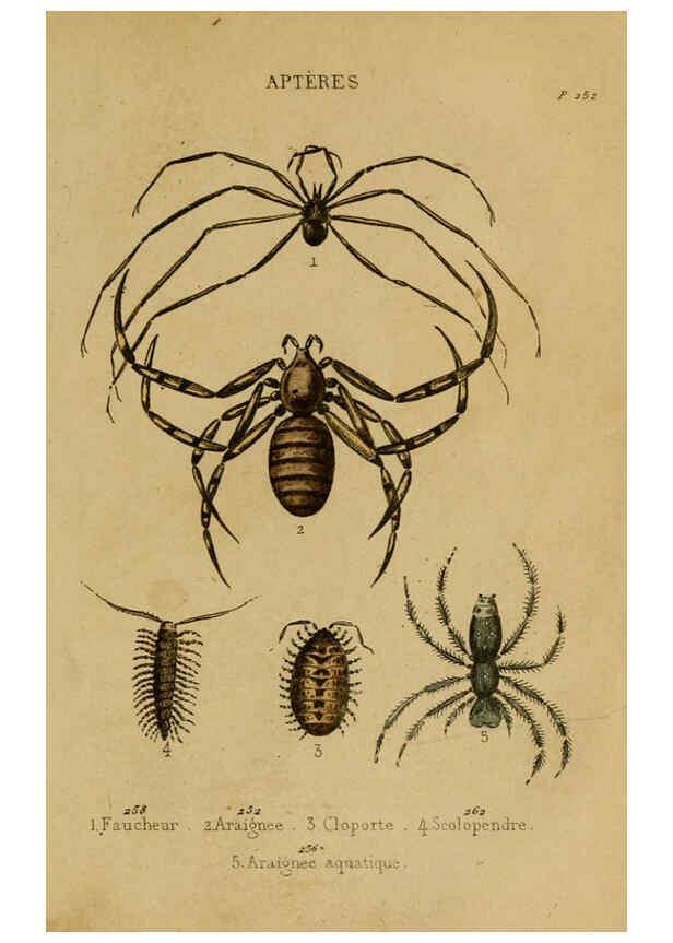 Reproducción/Reproduction 6302405850: Petit Buffon illustré Paris,Didier,1841