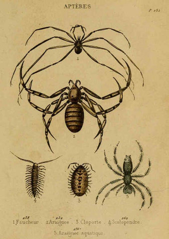 Reproducción/Reproduction 6302405850: Petit Buffon illustré Paris,Didier,1841