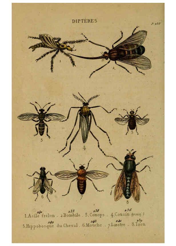 Reproducción/Reproduction 6301880069: Petit Buffon illustré Paris,Didier,1841