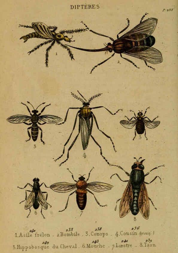 Reproducción/Reproduction 6301880069: Petit Buffon illustré Paris,Didier,1841