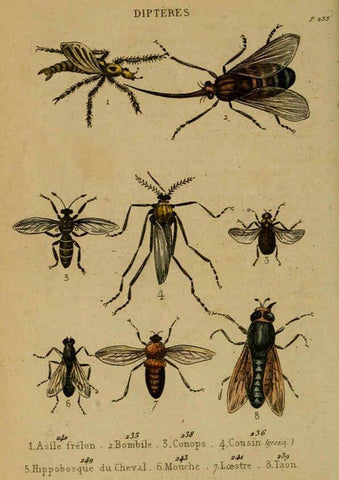 Reproducción/Reproduction 6301880069: Petit Buffon illustré Paris,Didier,1841