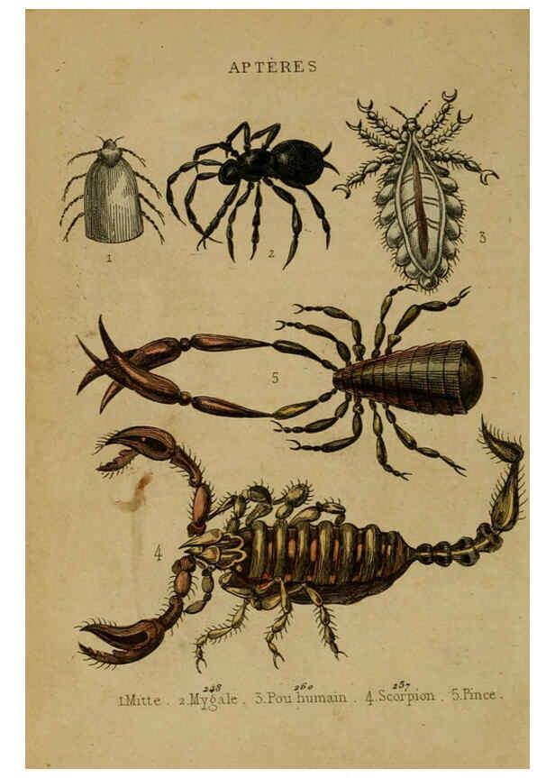 Reproducción/Reproduction 6302406236: Petit Buffon illustré Paris,Didier,1841