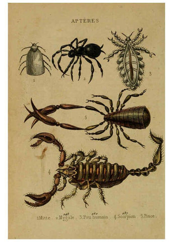 Reproducción/Reproduction 6302406236: Petit Buffon illustré Paris,Didier,1841